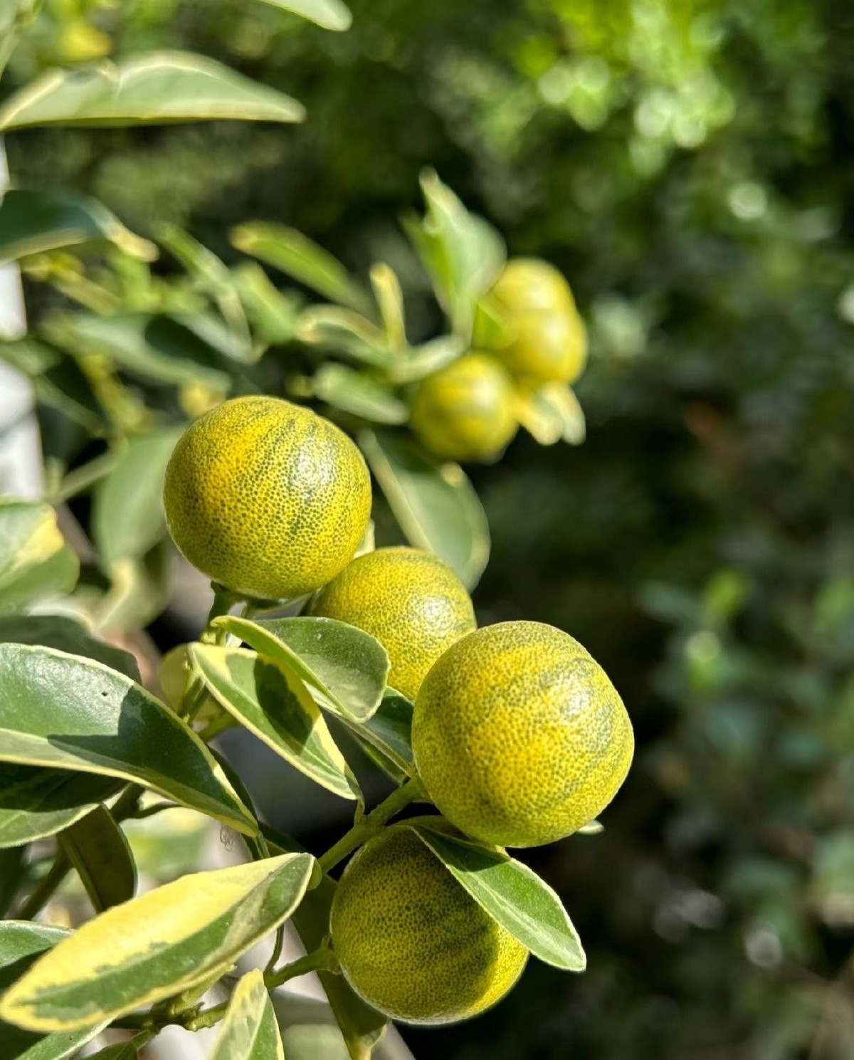 Tên đẹp như tranh, cây hợp cả vườn rộng lẫn ban công hẹp. Tên tiếng Anh là Variegated Kumquat, cây này còn được gọi là tắc cẩm thạch, có thể trồng chậu hoặc trực tiếp dưới đất, tạo điểm nhấn cảnh quan tuyệt vời.