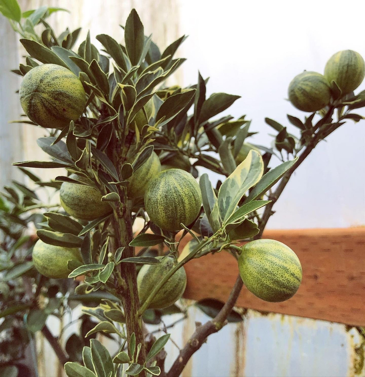 Lá có vân loang tuyệt mỹ, hoa trắng thanh thoát, quả sọc vàng nổi bật. Quất cẩm thạch có tán lá xanh đậm xen đốm kem và xanh xám rất bắt mắt. Hoa nở cuối xuân, trắng muốt, thơm nồng nàn, sau đó kết trái tròn sọc cực độc đáo.