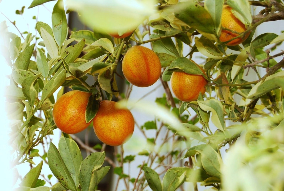 Ra hoa – kết trái quanh năm, ăn bao nhiêu cũng không lo hết quả. Ở nơi nắng ấm, cây ra hoa kết trái gần như suốt năm. Chỉ nghỉ ngắn trong mùa đông lạnh. Cây tự thụ phấn, một chậu vẫn đủ quả cho cả nhà thưởng thức.