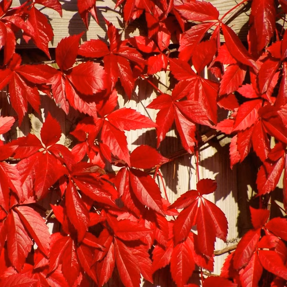 Ý nghĩa phong thủy: tài lộc, bình an và sự gắn kết: Thường xuân tượng trưng cho may mắn, sinh sôi, gắn kết và trẻ trung. Trồng cây trong nhà hay ngoài vườn đều mang lại cảm giác bình an và vượng khí.