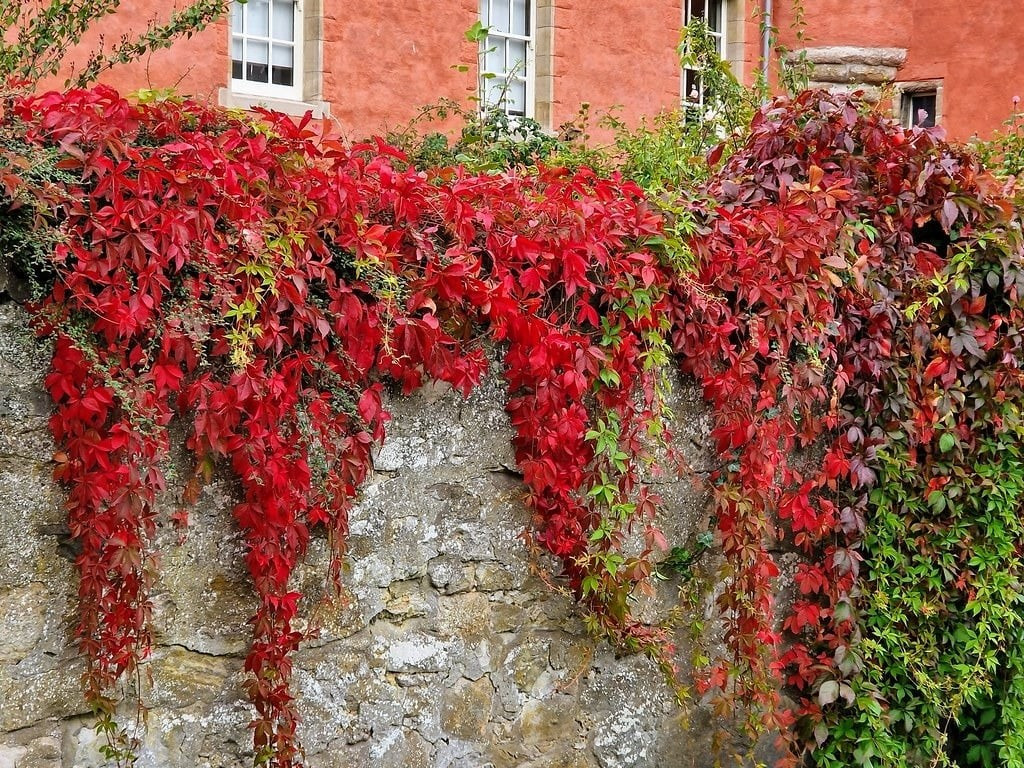 Sắc đỏ mùa thu quyến rũ – điểm nhấn sống động cho vườn nhà: Lá cây chuyển dần từ xanh sang đỏ cam, rồi đỏ tía – biến đổi như một tác phẩm nghệ thuật sống. Khung cảnh mùa thu nhờ đó càng thêm lãng mạn.