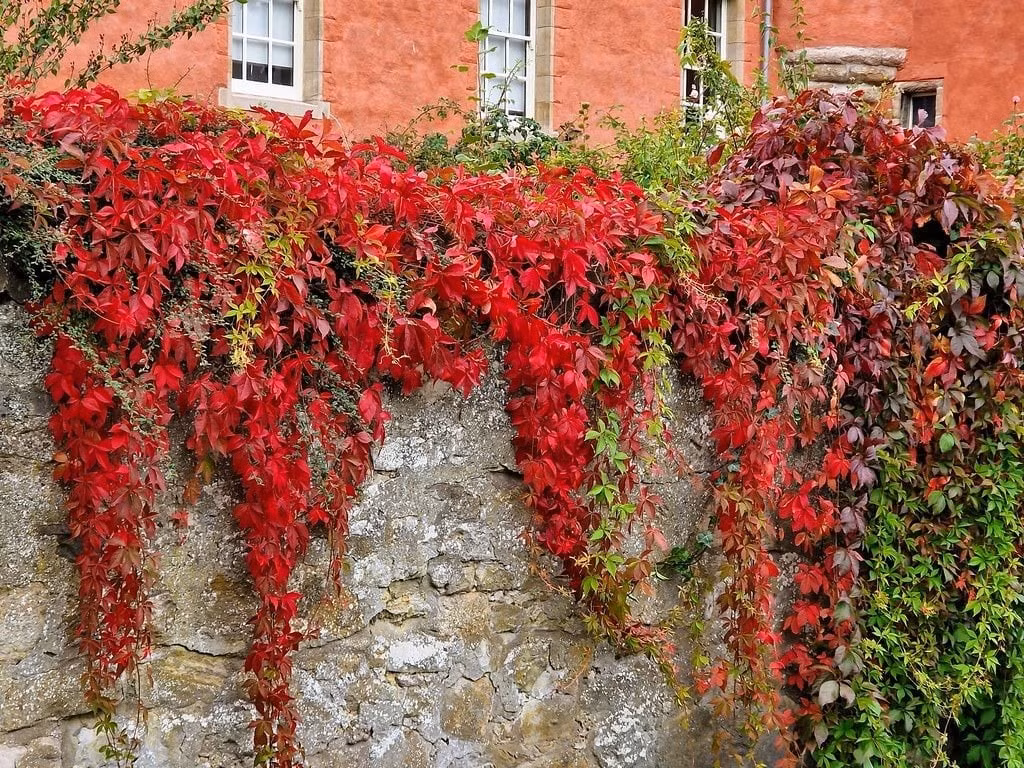 Sắc đỏ mùa thu quyến rũ – điểm nhấn sống động cho vườn nhà: Lá cây chuyển dần từ xanh sang đỏ cam, rồi đỏ tía – biến đổi như một tác phẩm nghệ thuật sống. Khung cảnh mùa thu nhờ đó càng thêm lãng mạn.