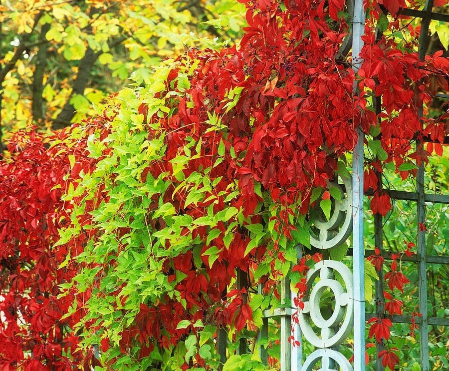 Cách trồng đơn giản, chăm dễ – nhưng cần lưu ý giàn đỡ: Cây ưa đất thoát nước tốt, phát triển tốt trong nắng nhẹ hoặc bóng râm. Hãy cung cấp giàn leo chắc chắn để cây phát triển đẹp mà không phá tường.