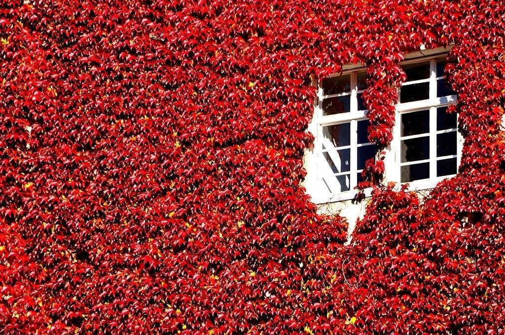 Tên gọi phong phú – hình dạng mềm mại, quyến rũ: Cây còn được biết đến với nhiều tên như: five-finger, five-leaved ivy, Victoria creeper... Loài cây này có khả năng leo bám cực tốt nhờ các tua cuốn tự nhiên.