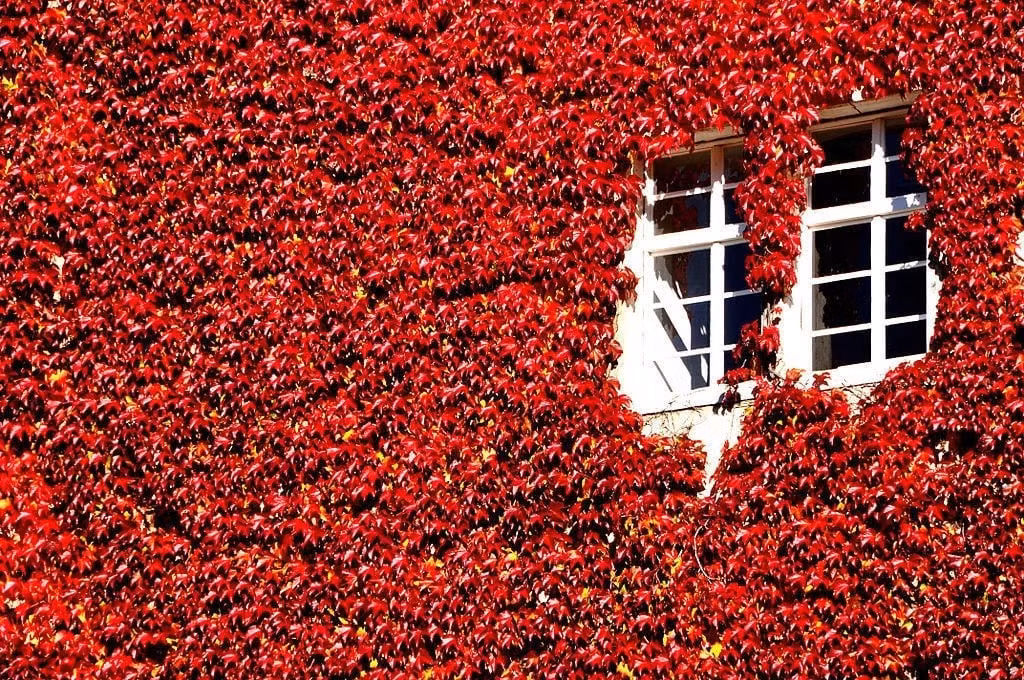 Tên gọi phong phú – hình dạng mềm mại, quyến rũ: Cây còn được biết đến với nhiều tên như: five-finger, five-leaved ivy, Victoria creeper... Loài cây này có khả năng leo bám cực tốt nhờ các tua cuốn tự nhiên.