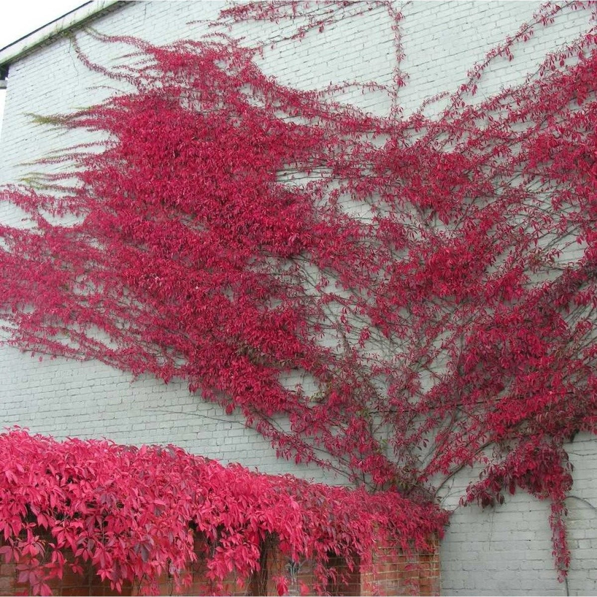 Loài cây lý tưởng cho không gian xanh mát và sinh động: Thường xuân Virginia không chỉ đẹp mà còn tạo bóng râm tự nhiên, làm mát khu vườn. Nó cũng giúp che đi những công trình không đẹp mắt trong sân vườn.