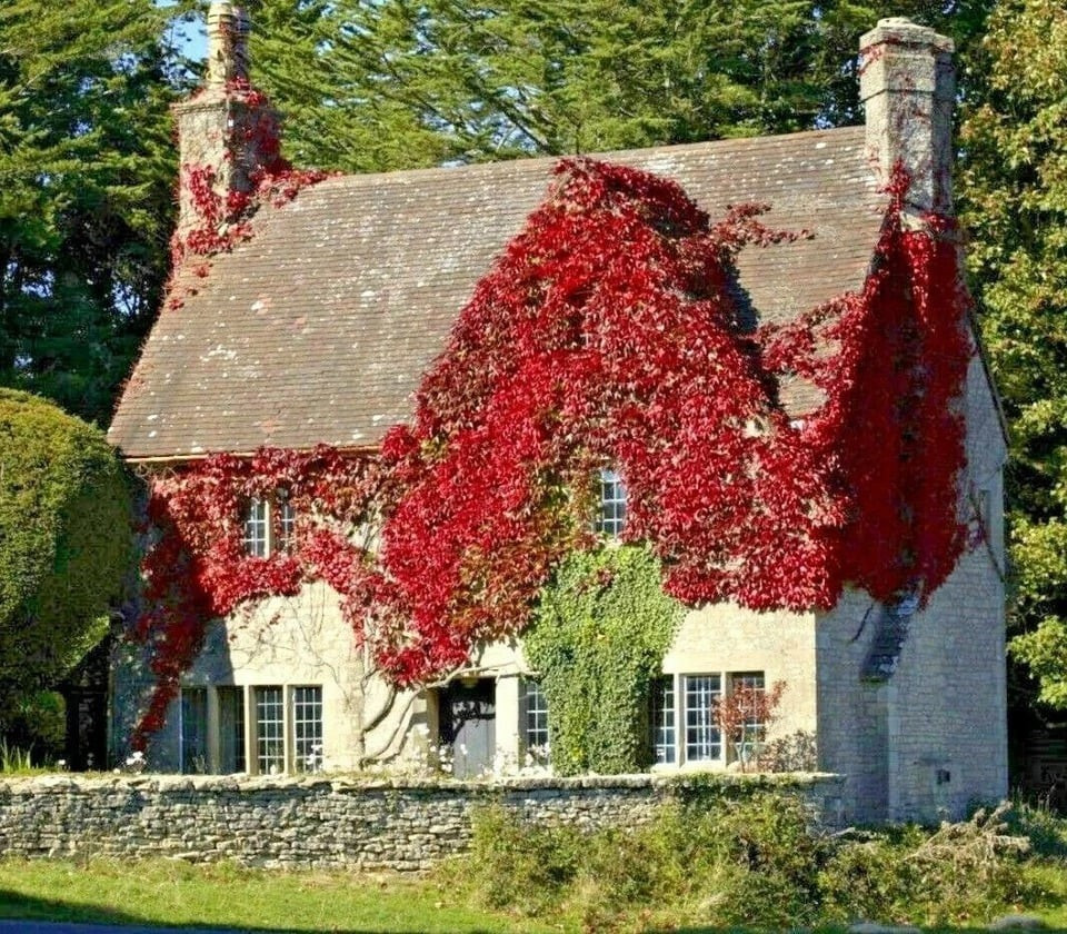 Thu hút chim chóc – quả mọng là nguồn thức ăn mùa đông: Cuối thu, cây ra những chùm quả xanh tím đẹp mắt, là món khoái khẩu của nhiều loài chim. Nhờ vậy, vườn bạn sẽ thêm sinh động và đầy âm thanh tự nhiên.