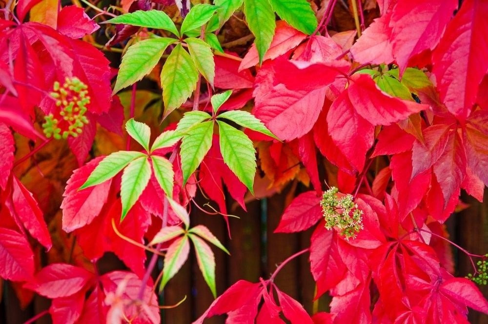 Khung cảnh rực rỡ khi cây phủ kín tường, mái, hàng rào: Khi được trồng đúng chỗ, thường xuân Virginia có thể biến các bức tường xám xịt thành những mảng màu sống động, làm nổi bật không gian sân vườn.