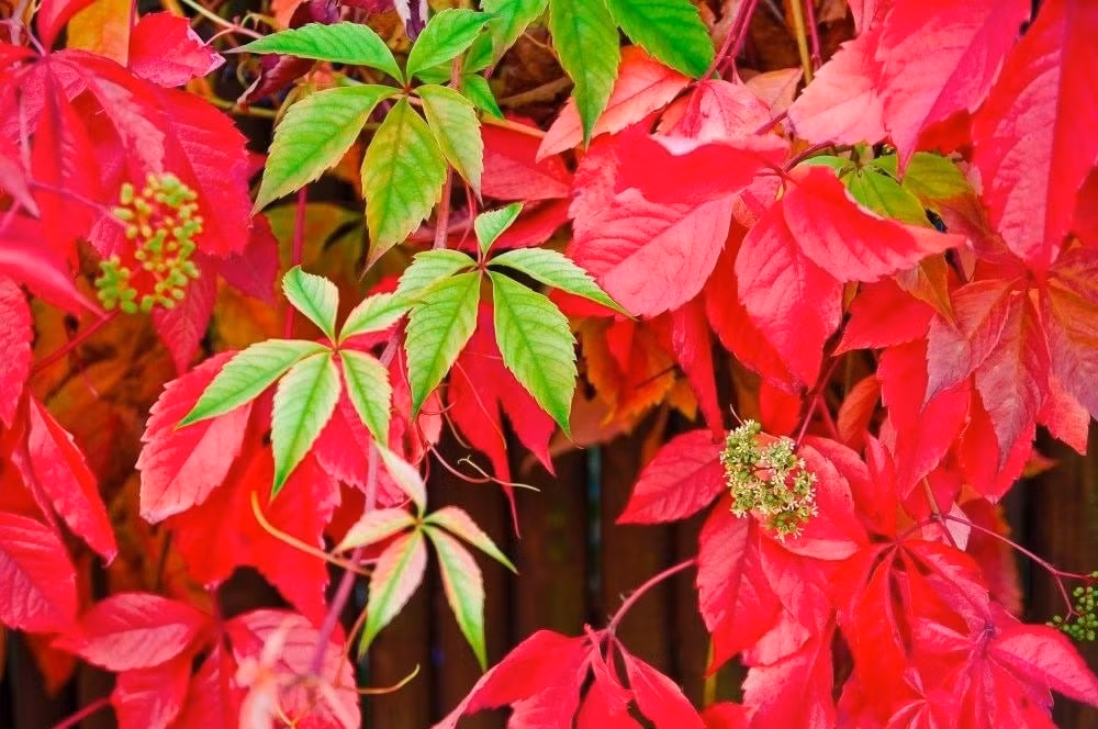 Khung cảnh rực rỡ khi cây phủ kín tường, mái, hàng rào: Khi được trồng đúng chỗ, thường xuân Virginia có thể biến các bức tường xám xịt thành những mảng màu sống động, làm nổi bật không gian sân vườn.