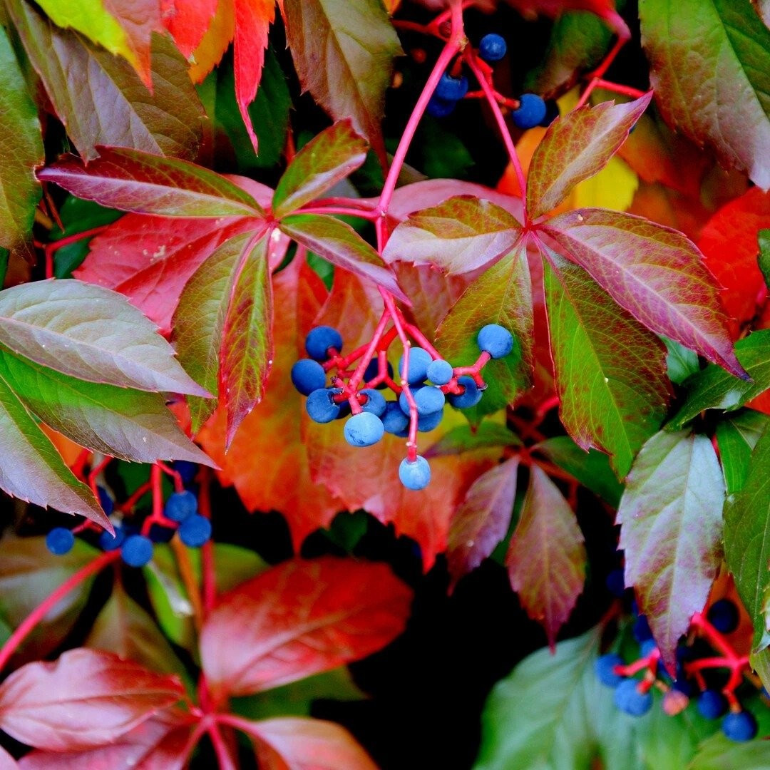 Lọc không khí – nhưng quả và nhựa cây có độc nhẹ: Lá cây có thể lọc khí độc như formaldehyde. Tuy nhiên, quả và nhựa cây có chứa oxalat – độc nhẹ với người, nên cần tránh để trẻ nhỏ tiếp xúc trực tiếp.