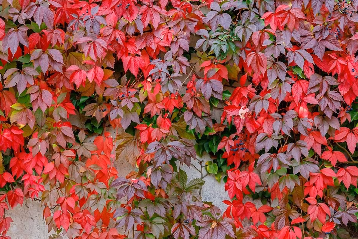 Loài cây cảnh đổi màu rực rỡ, như tắc kè hoa giữa mùa thu: Thường xuân Virginia (Virginia creeper) là lựa chọn hoàn hảo cho ai yêu thích cây cảnh đổi sắc. Vào thu, cây chuyển sang đỏ, tím, vàng – đẹp mê mẩn như tranh vẽ.