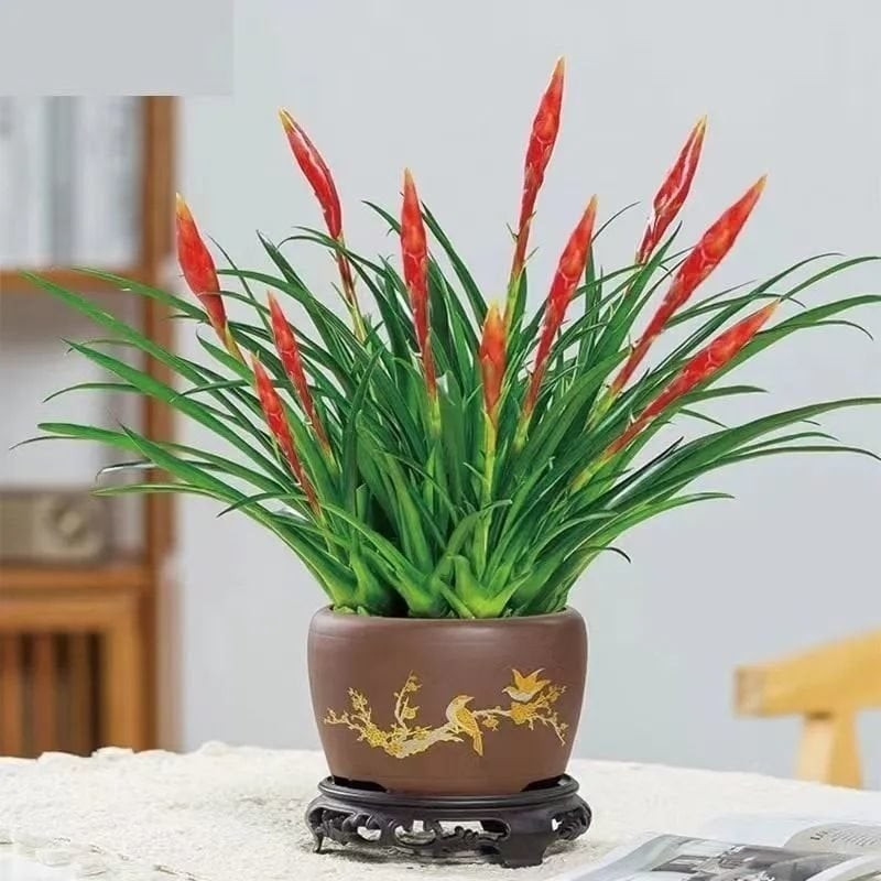 2. Người xưa nói: "Bàn tay may mắn" đỏ vào nhà, tìm ra kho báu. Cây cảnh có hoa đỏ chót, hình dạng như quả ớt lại như bàn tay này thực chất là một loài trong chi Vriesea là một chi thuộc họ thực vật Dứa cảnh (Bromeliaceae).