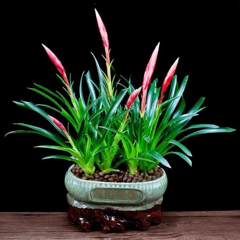 Người xưa cho rằng, ý nghĩa của cây cảnh này là may mắn, giàu có và tìm kiếm kho báu. Giữ một cây cảnh này trong nhà sẽ mang lại hạnh phúc và tài lộc. Màu đỏ tươi của nó không chỉ tượng trưng cho sự may mắn mà còn tượng trưng cho sự ấm áp và niềm vui.