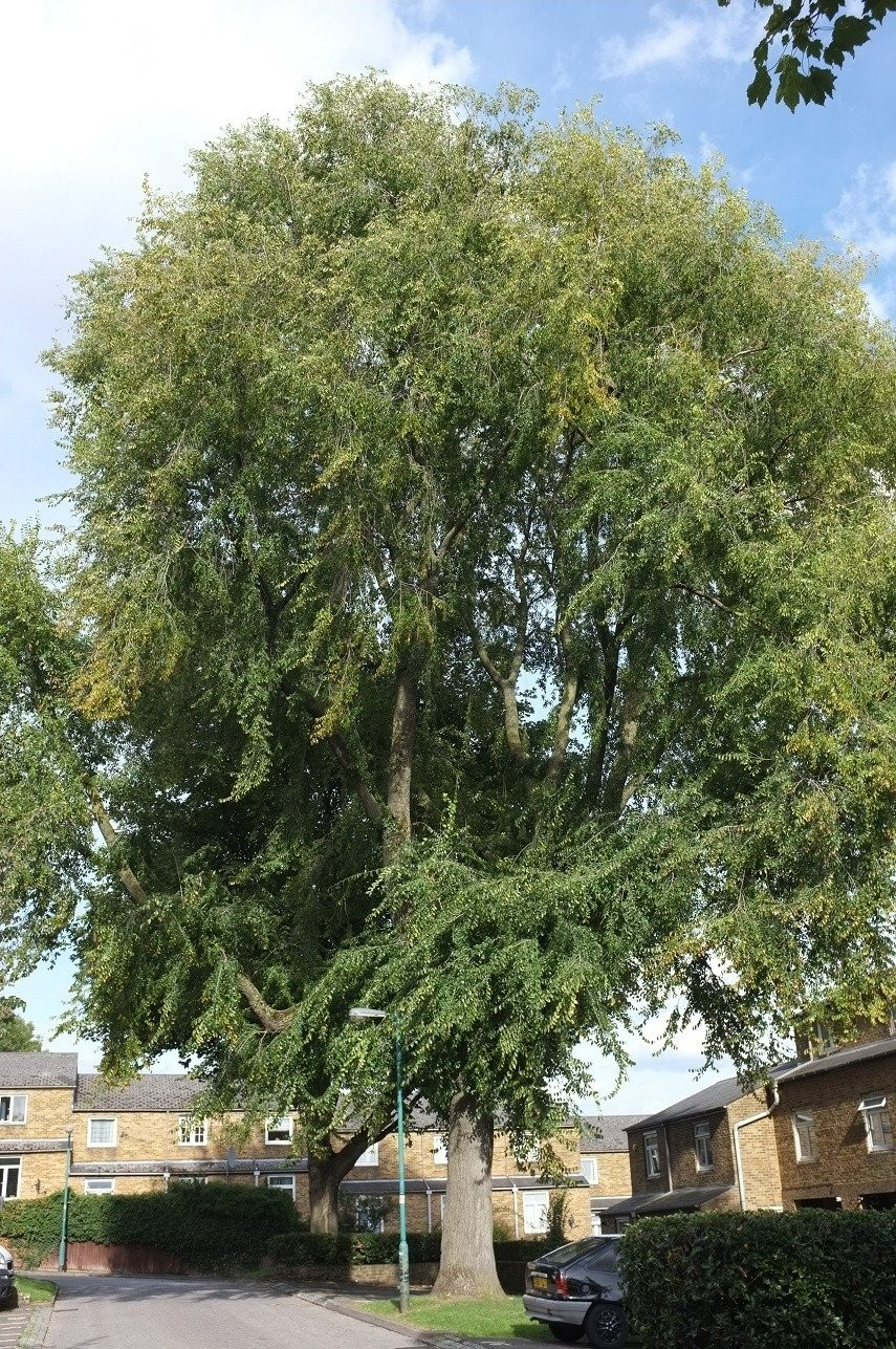 Đặc biệt, chữ “Du” đồng âm với “Dư”, nên cây còn mang ý nghĩa dư dả, sung túc. Quả du rụng như đồng xu, tượng trưng tài lộc, khiến nhiều gia đình tin rằng trồng cây du sẽ luôn no đủ, không thiếu tiền bạc.