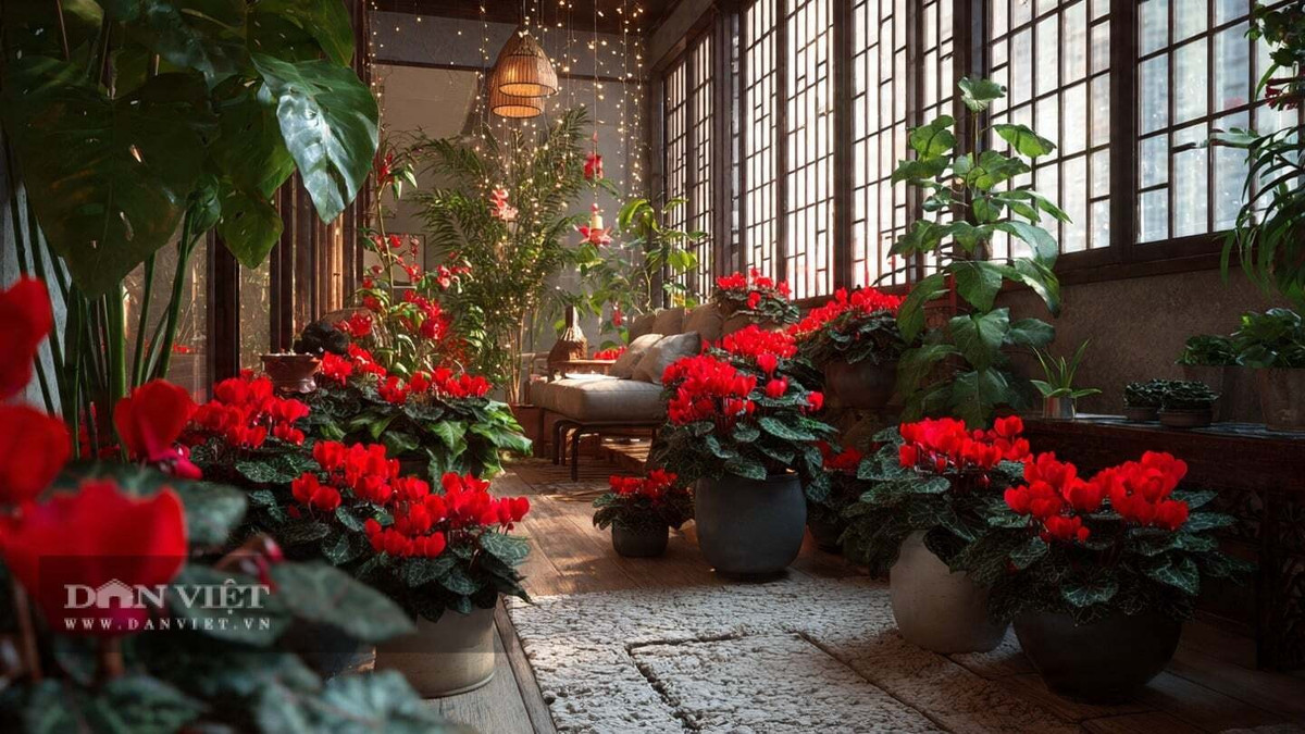 Cây cảnh này còn mang ý nghĩa chào đón khách