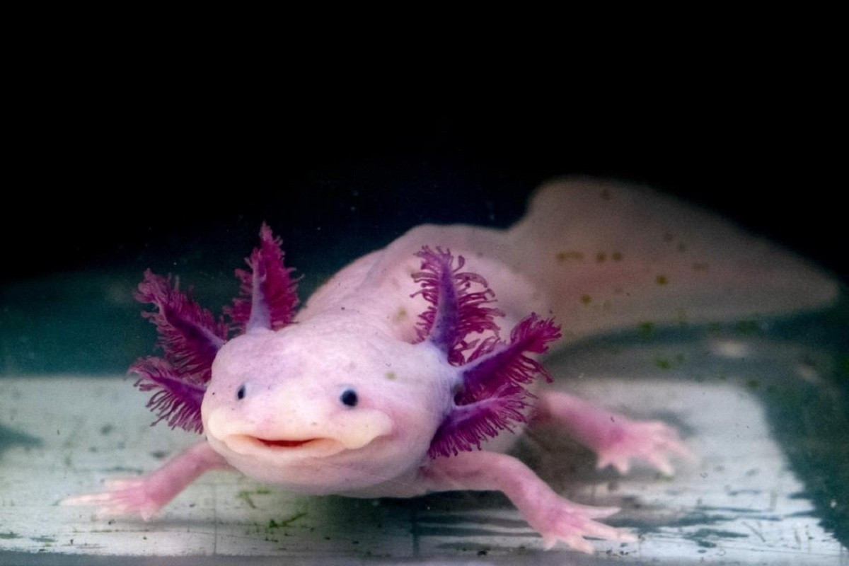Kỳ nhông Mexico: Axolotl, hay còn gọi là "khủng long 6 sừng" hoặc "cá biết đi Mexico", thực chất không phải là cá mà là động vật lưỡng cư. Chúng có ngoại hình độc đáo với mang vảy cá, 6 nhánh "sừng" mọc ra từ 2 bên đầu, giúp chúng thở dưới nước. Chúng cũng duy trì đặc điểm ấu trùng (mang cá) đến khi trưởng thành, không trải qua quá trình biến đổi như nhiều loài lưỡng cư khác, còn được gọi là loài "trẻ mãi không già". Ảnh: Earth.