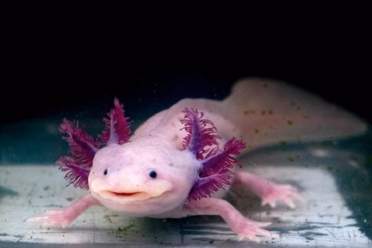 Kỳ nhông Mexico: Axolotl, hay còn gọi là "khủng long 6 sừng" hoặc "cá biết đi Mexico", thực chất không phải là cá mà là động vật lưỡng cư. Chúng có ngoại hình độc đáo với mang vảy cá, 6 nhánh "sừng" mọc ra từ 2 bên đầu, giúp chúng thở dưới nước. Chúng cũng duy trì đặc điểm ấu trùng (mang cá) đến khi trưởng thành, không trải qua quá trình biến đổi như nhiều loài lưỡng cư khác, còn được gọi là loài "trẻ mãi không già". Ảnh: Earth.
