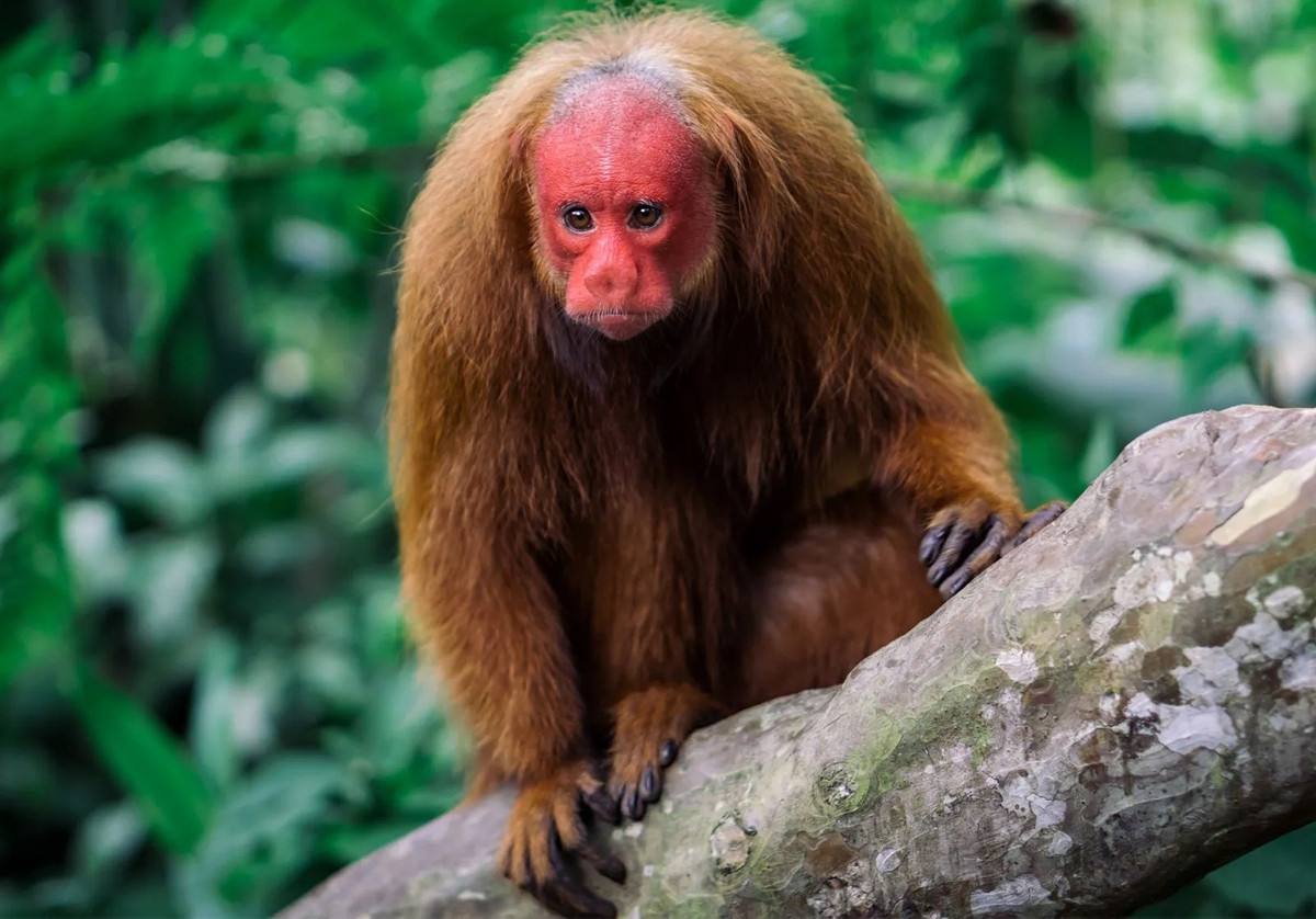 Khỉ Uakari đầu trọc: Một trong những loài động vật kỳ dị trên thế giới là khỉ Uakari đầu trọc. Loài khỉ nhỏ này sống ở lưu vực sông Amazon, có bộ lông dài màu nâu đỏ xù xì, đầu và mặt không có lông. Theo India Times, đặc trưng của khỉ Uakari là đầu và khuôn mặt đỏ tươi, phản ánh rõ tình trạng sức khỏe của chúng; màu càng đỏ càng tốt cho việc giao phối. Khỉ cái thường mê mẩn những con đực có màu đỏ nhất, chứng tỏ vẻ đẹp ở đây chỉ là bề ngoài. Với đuôi ngắn và tính cách điềm tĩnh, những loài linh trưởng thông minh này sống hòa bình theo đàn, ăn trái cây. Ảnh: Britannica.