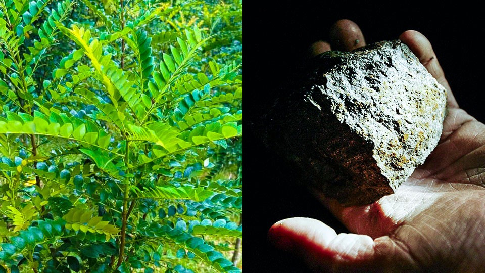 Các nhà khoa học tại Malaysia đã phát hiện loài cây Phyllanthus rufuschaneyi có khả năng hút và tích tụ niken – loại "vàng xanh" quan trọng trong công nghiệp hiện đại. (Ảnh: Nikkei Asia)