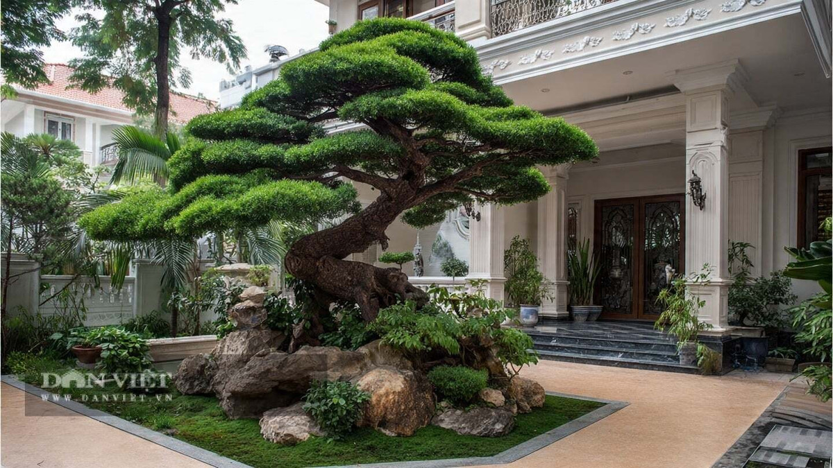 Cây còn được gọi là “cây giữ tiền”, tượng trưng cho tài lộc tích tụ và của cải bền lâu. Trồng tùng La Hán trước nhà được tin là mang lại may mắn, giàu sang cho cả hiện tại và thế hệ mai sau, đồng thời có giá trị thẩm mỹ và kinh tế cao.