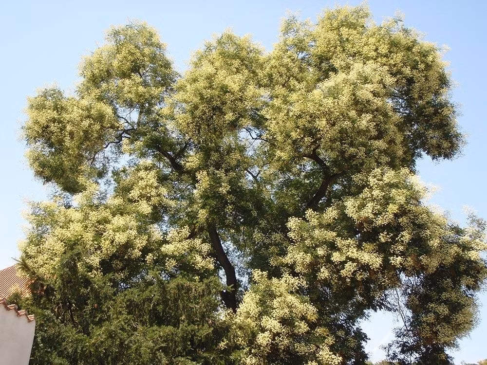 Cây hòe – Danh vọng đầy sân, nhưng dễ khiến phong thủy rối loạn: Cây hòe đại diện cho quan lộ, công danh, thường trồng ở các nơi quyền quý thời xưa. Trong dân gian có câu “Trước cửa trồng hòe, tiền bạc tự tìm về”.