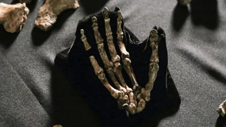 Hóa thạch xương bàn tay của Homo naledi tại Viện Nghiên cứu Tiến hóa thuộc Đại học Witwatersrand, Johannesburg, Nam Phi.
