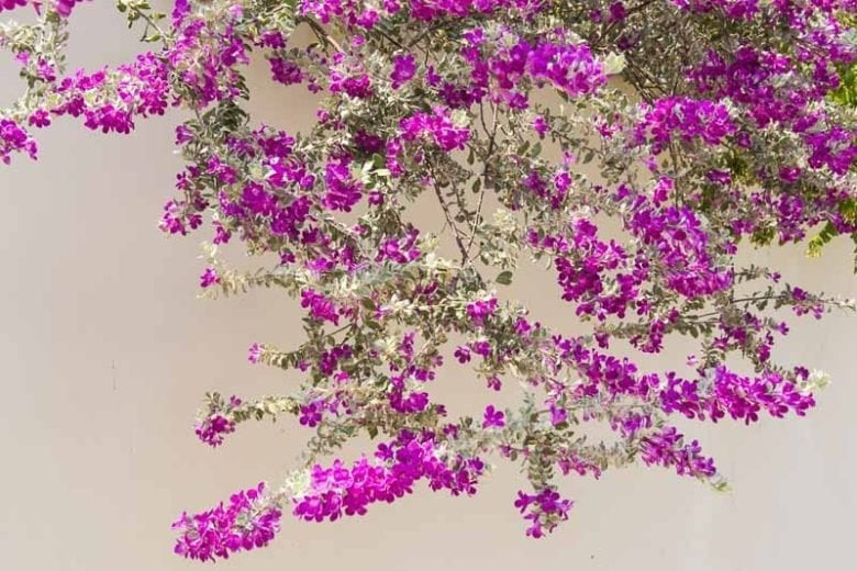 Chịu nắng đỉnh, sống khỏe mùa he: Loài cây này chịu được nhiệt độ lên tới 40-45°C, rất phù hợp với khí hậu nhiệt đới, khô hạn, nhiều nắng như mùa hè ở Việt Nam.