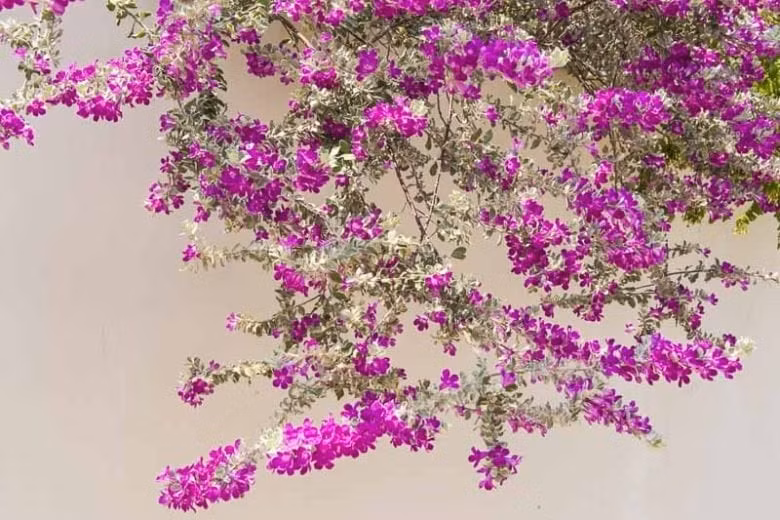 Chịu nắng đỉnh, sống khỏe mùa he: Loài cây này chịu được nhiệt độ lên tới 40-45°C, rất phù hợp với khí hậu nhiệt đới, khô hạn, nhiều nắng như mùa hè ở Việt Nam.