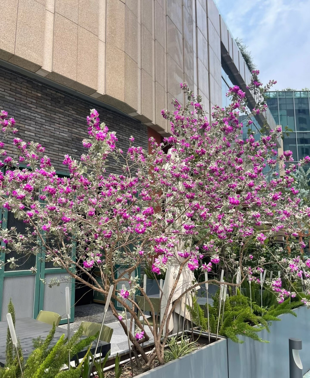 Vẻ ngoài mong manh như hoa giả: Hoa có màu hồng tím rực rỡ, cánh mỏng nhẹ như giấy, rung rinh trước gió như chuông gió – khiến nhiều người lầm tưởng là hoa giả trang trí.