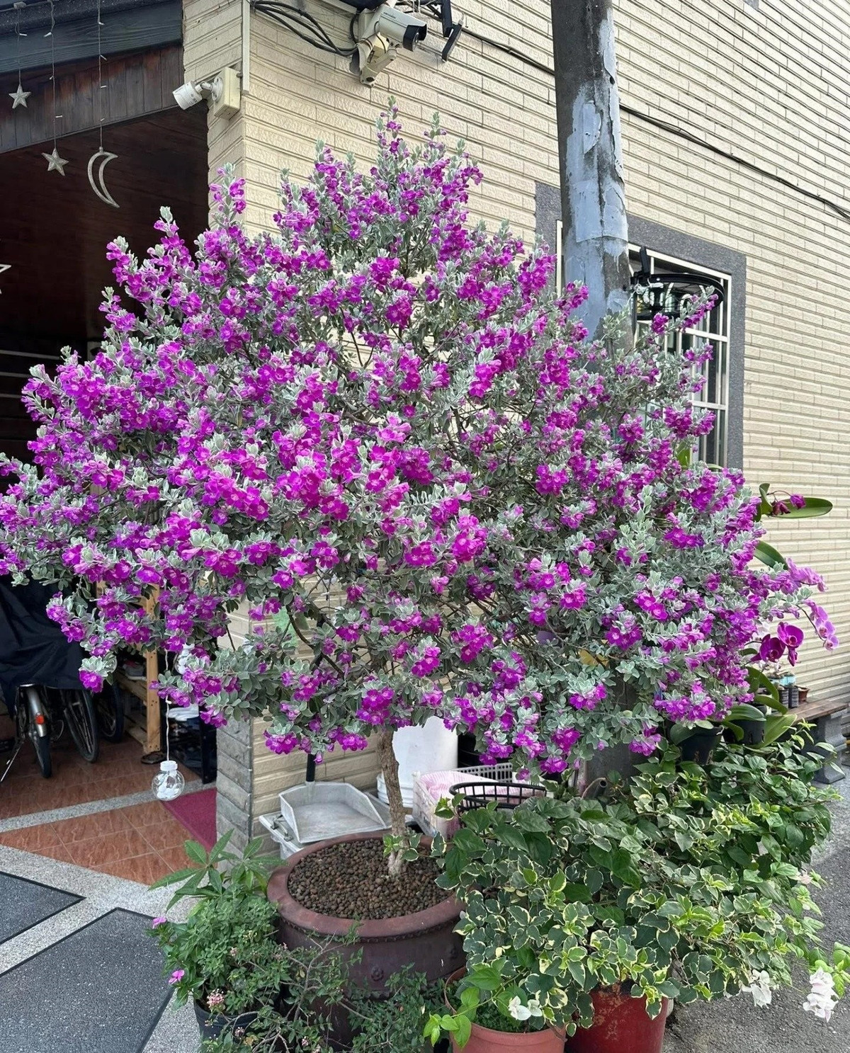 Lá cây như phủ sương bạc kỳ ảo: Điểm đặc biệt nhất là lớp lông tơ bạc trên lá, tạo cảm giác như phủ tuyết – vừa làm mát không gian, vừa mang vẻ đẹp độc lạ không cây nào có.