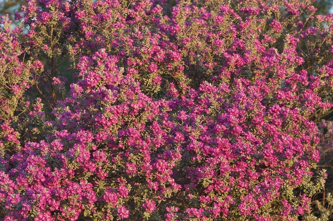 Không sợ lạnh, chịu sương giá: Không chỉ “chịu nóng”, tuyết sơn phi hồng còn chịu được lạnh tới -5 hoặc -10°C. Dễ trồng ngoài trời quanh năm mà không cần lo băng giá.