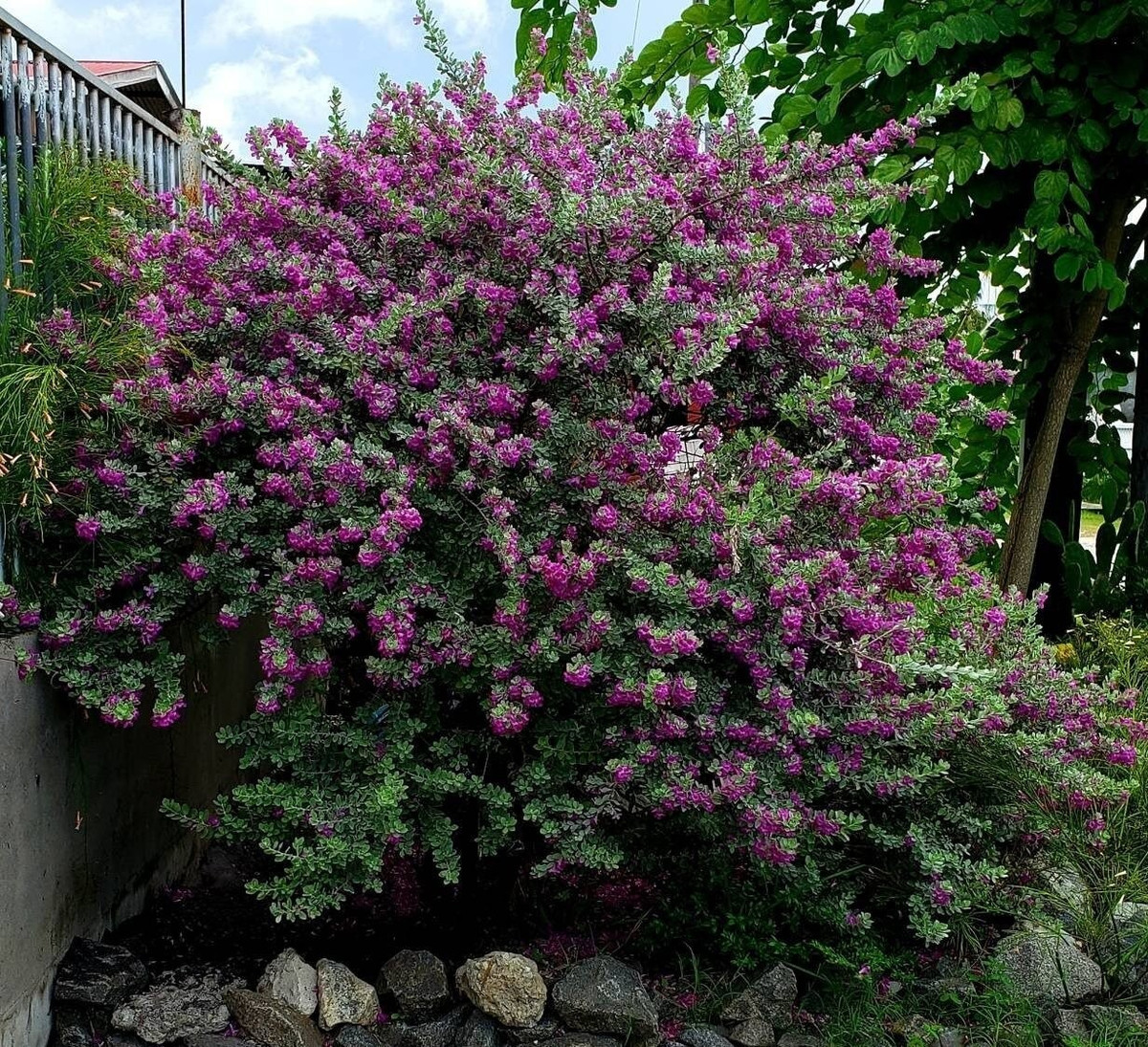 Chăm sóc siêu dễ, không sâu bệnh: Không cần phun thuốc, không có sâu, không rụng lá – cây phát triển tự nhiên, chỉ cần tưới đúng cách và thỉnh thoảng bón phân là đủ.