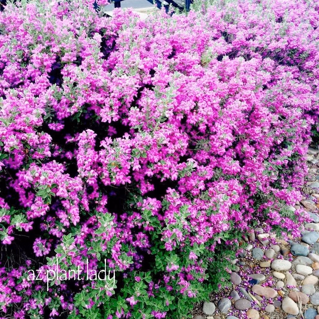 Hoa nở rộ, che lấp cả tán lá: Khi nở rộ, hoa mọc dày đặc ở nách lá, phủ kín cây như một bó hoa khổng lồ. Lá cây thậm chí bị "che khuất" vì số lượng hoa quá nhiều.