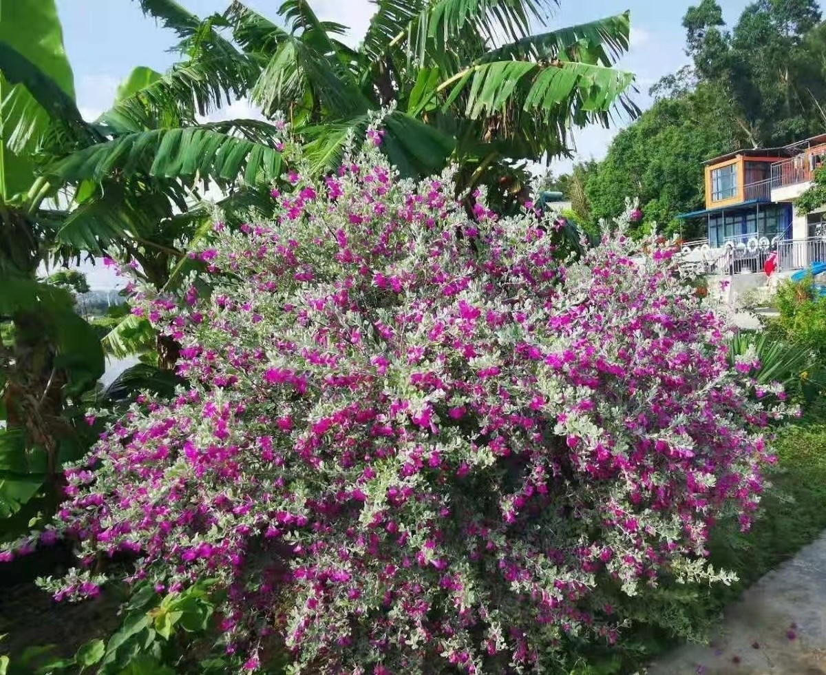 Trồng dễ, hợp nhiều vị trí: Cây có thể trồng ở bồn hoa, sân vườn, hàng rào hay chậu cảnh để trên ban công. Dù là không gian lớn hay nhỏ, đều dễ kết hợp và nổi bật.