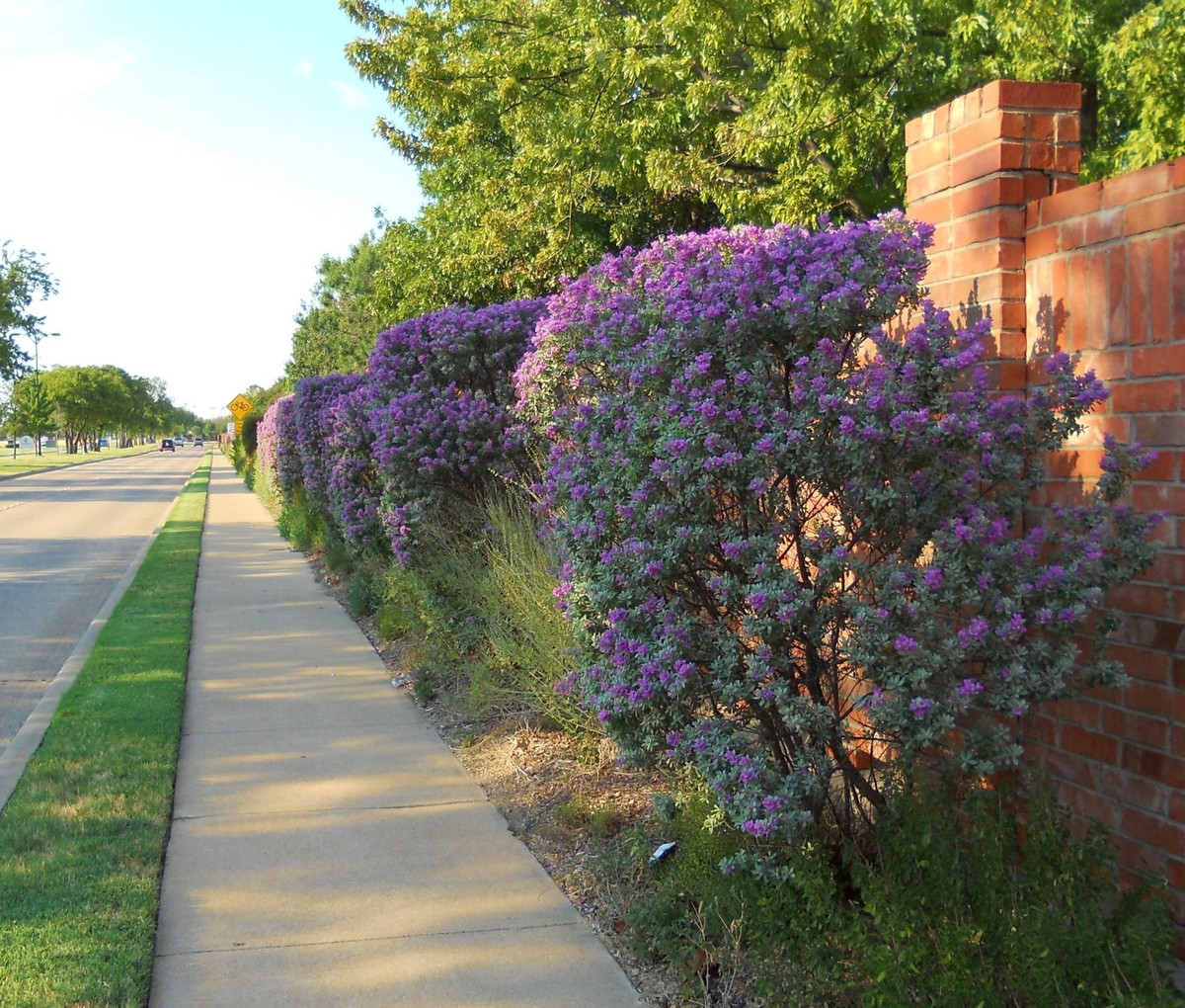 Tạo dáng đẹp, dễ cắt tỉa: Tuyết sơn phi hồng mọc tròn, đều, nhiều nhánh. Dễ dàng cắt tỉa tạo hình, trồng chậu để bàn hoặc bonsai cũng đẹp mắt và hợp xu hướng tối giản.