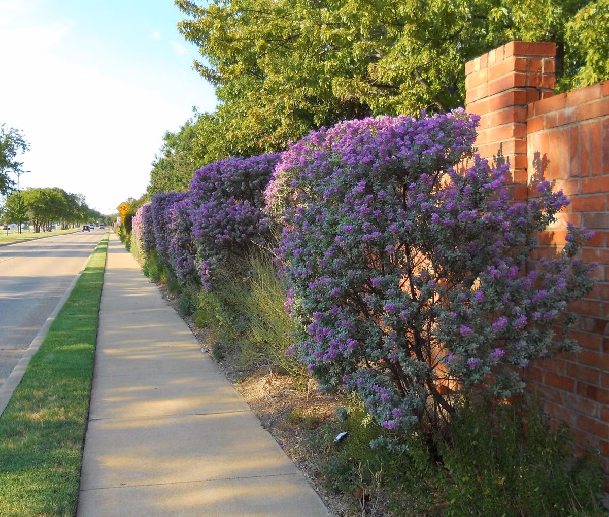 Tạo dáng đẹp, dễ cắt tỉa: Tuyết sơn phi hồng mọc tròn, đều, nhiều nhánh. Dễ dàng cắt tỉa tạo hình, trồng chậu để bàn hoặc bonsai cũng đẹp mắt và hợp xu hướng tối giản.