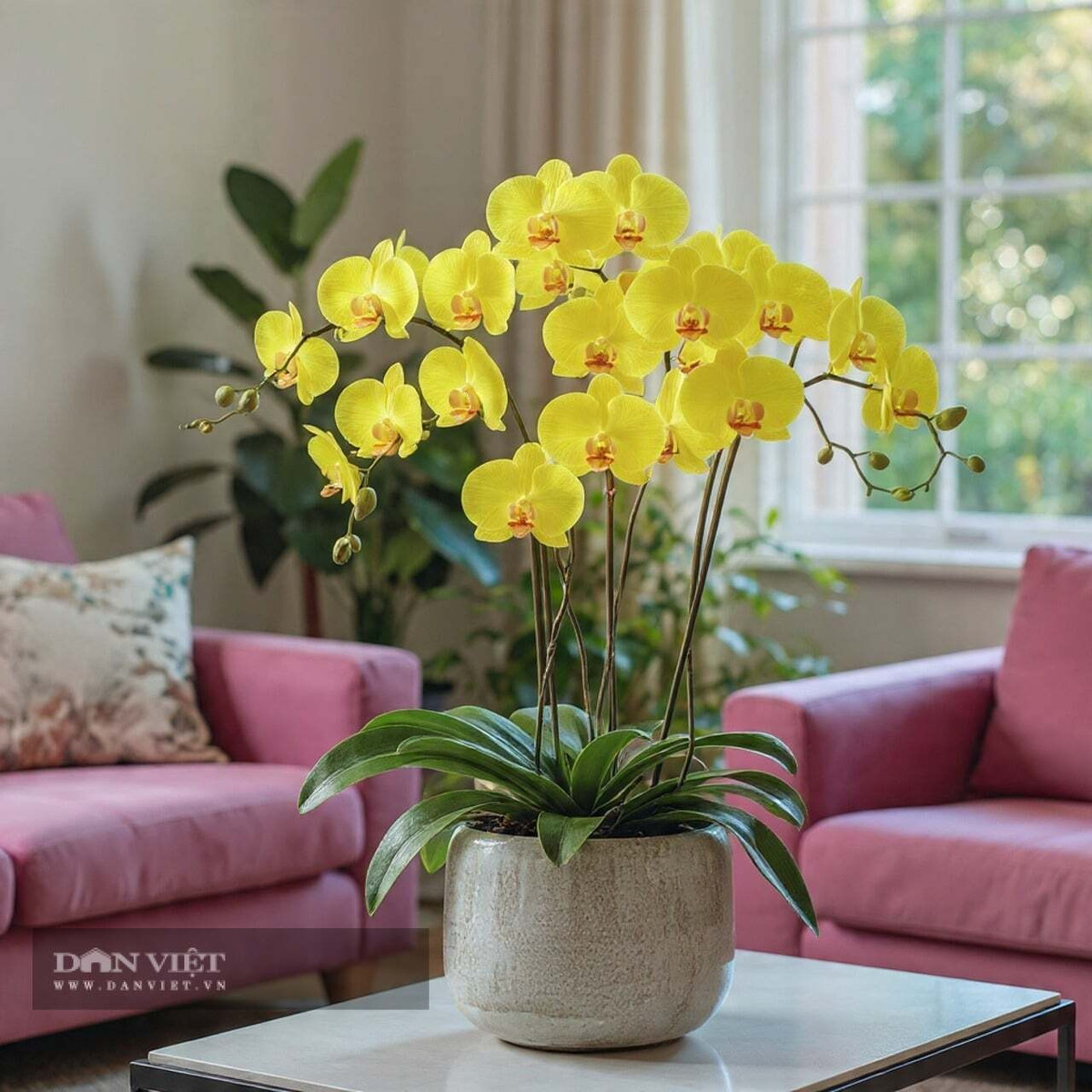 Hoa không mùi, nở bền từ 2–4 tháng, mang vẻ đẹp sang trọng và thanh lịch. Trong phong thủy, lan hồ điệp tượng trưng cho sự giàu có, quý phái và may mắn.