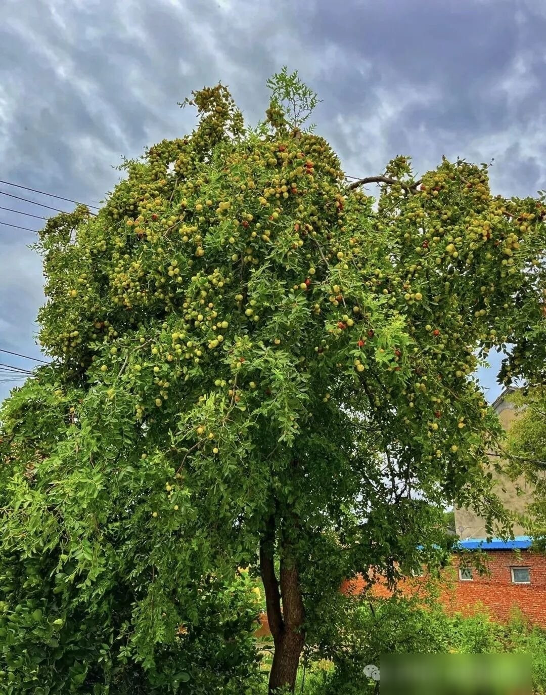 Với người xưa, nó là loại cây đa năng, mang lại nhiều giá trị dinh dưỡng cho gia đình khi khan hiếm lương thực.