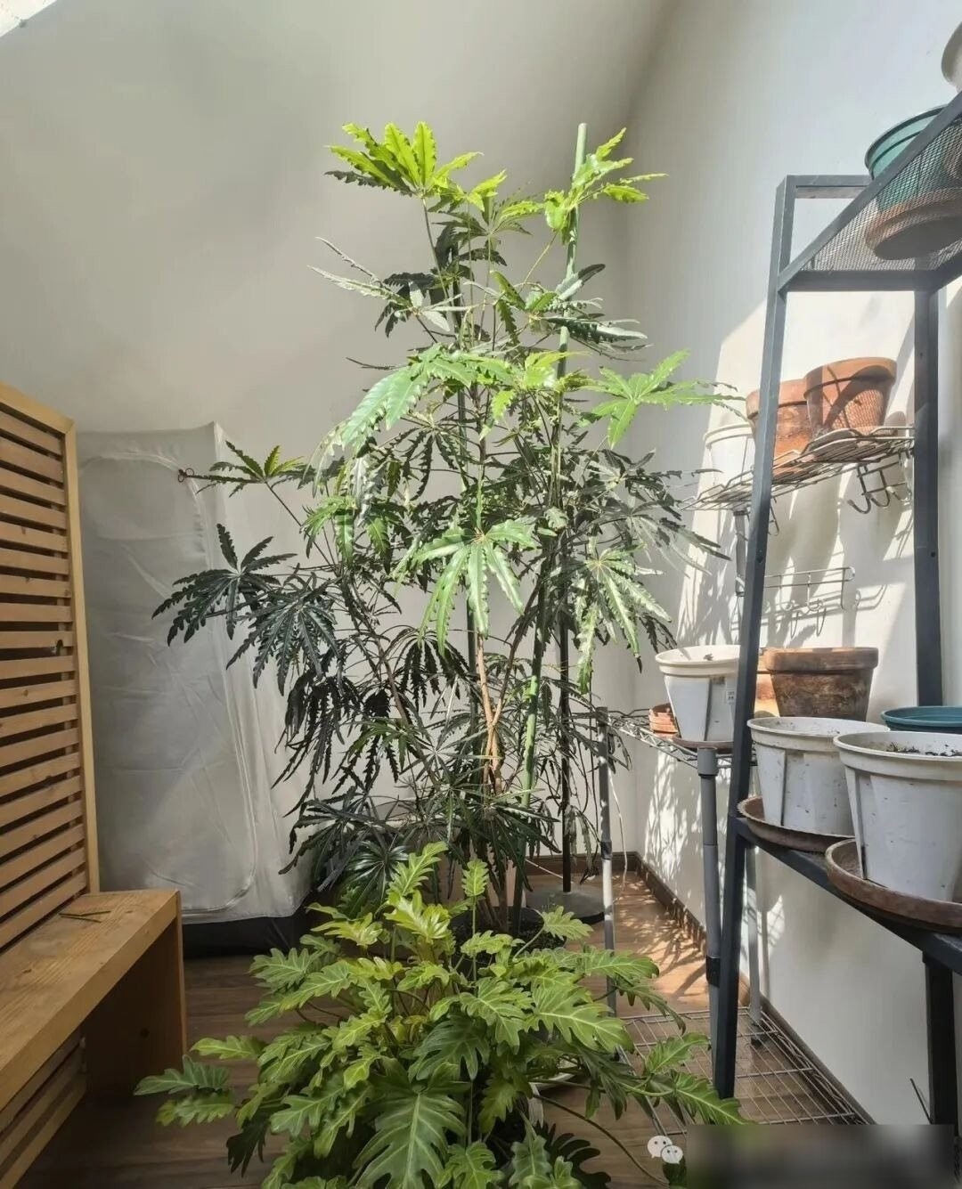 Cây cảnh này rất sợ lạnh. Ảnh minh họa Toutiao