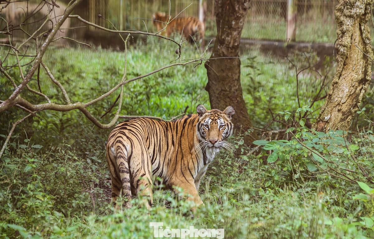 Tại cuộc làm việc giữa tháng 9 vừa qua, ông Nguyễn Mậu Chiến đồng ý chuyển giao vô điều kiện đàn hổ 9 cá thể cho các đơn vị, trung tâm có đủ điều kiện tiếp nhận theo quy định và không yêu cầu bồi hoàn, hỗ trợ khoản kinh phí nào. Trong ảnh, đàn hổ được nuôi tại khu trại rộng hàng nghìn m2, chia thành các chuồng và khu bán hoang dã với 2-3 con mỗi khu nuôi. Bao quanh là tường rào xây kiên cố, bên trên lắp lưới thép B40 kiên cố, cao 4,5 m.