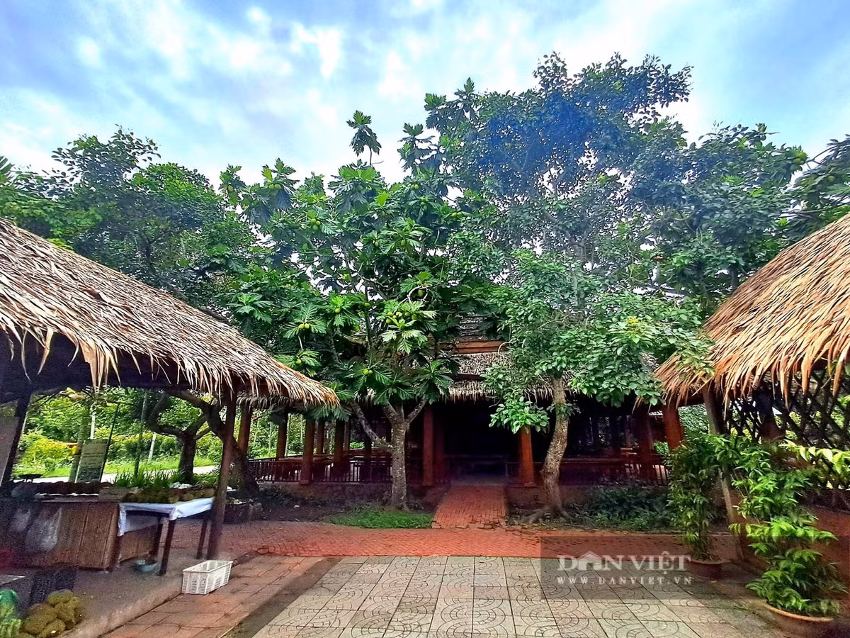 Quả sa kê được chế biến thành nhiều món ăn đặc sản miền Tây như nướng, chiên, luộc, mang hương vị lạ và hiếm thấy ở miền Bắc.