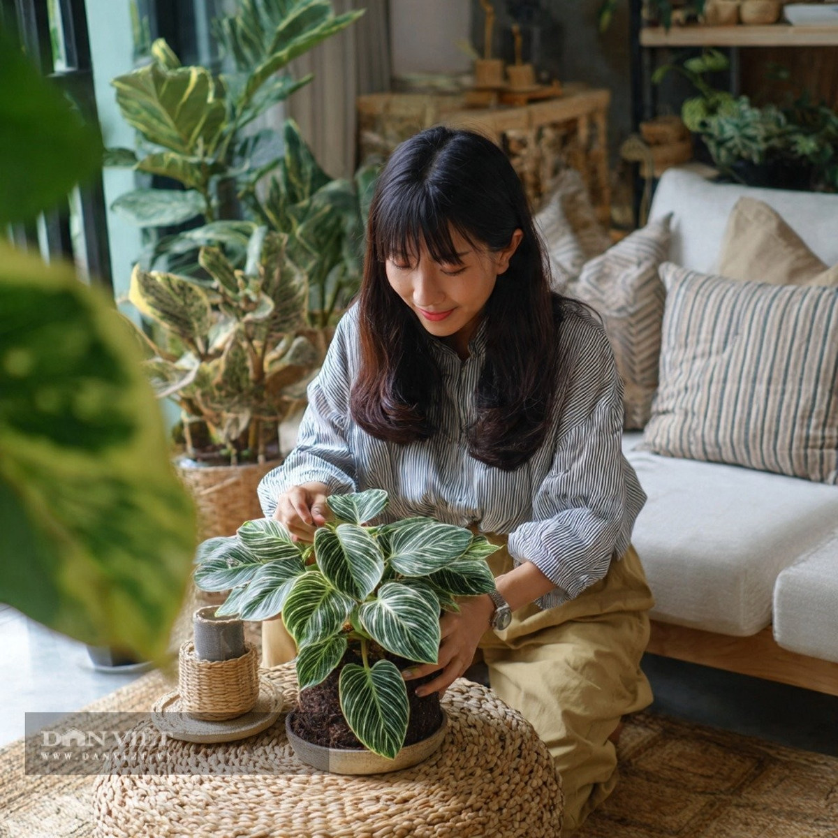 1. Trầu bà đế vương kim cương – “lá bùa” phong thủy sang trọng: Trầu bà đế vương kim cương (Philodendron birkin) là một trong những cây cảnh được người giàu ưa chuộng dù giá khá rẻ. Chỉ cần xin một nhánh, cắm vào đất hoặc nước là cây dễ dàng bén rễ và phát triển xanh tốt.