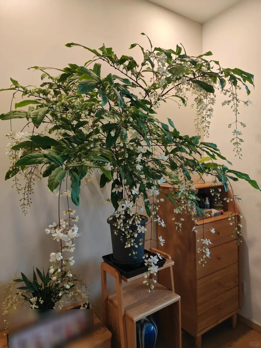 Hương thơm lan tỏa từ tháng 3 đến tháng 5, dịu dàng, tinh tế, giúp tâm trí an yên, xua tan mệt mỏi.