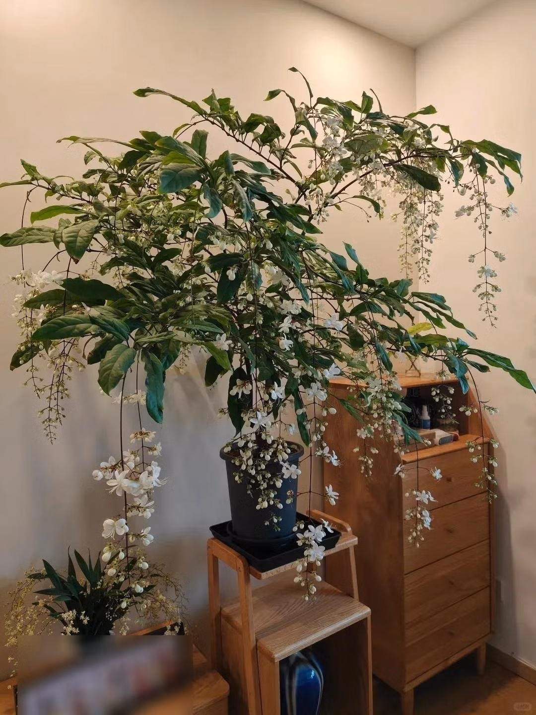 Hương thơm lan tỏa từ tháng 3 đến tháng 5, dịu dàng, tinh tế, giúp tâm trí an yên, xua tan mệt mỏi.