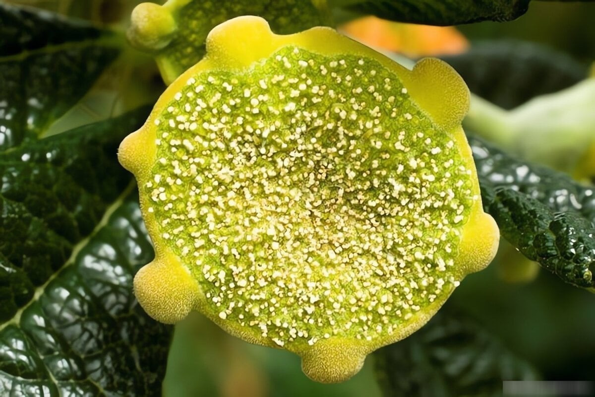 Cây có lá xanh đậm, bóng, mọc chủ yếu ở ngọn; hoa nhỏ li ti, nở thành cụm, trông như những mặt trời tí hon đầy thú vị.