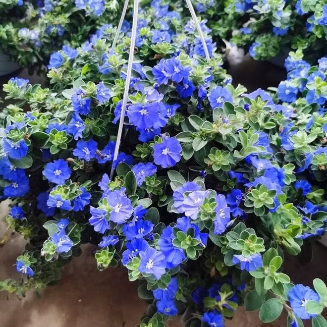 Sắc hoa xanh lam trong vắt như bầu trời dịu dàng giữa ngày hè. Đó là lý do người chơi cây gọi nó bằng biệt danh đầy chất thơ: “blue my mind” – tâm hồn xanh của tôi.