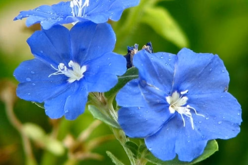 Màu hoa xanh tươi mang đến cảm giác mát mẻ, thư thái. Nếu bạn đang tìm kiếm một loài hoa chống nóng, dễ sống, đẹp bền – thì hoa thanh tú chính là lựa chọn tuyệt vời cho ban công mùa hè.