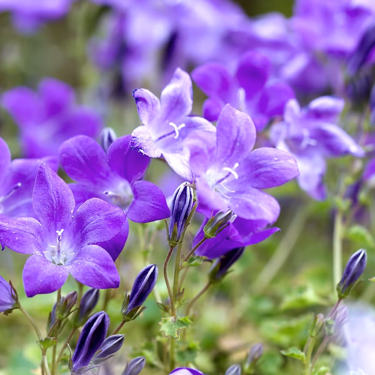 Vẻ đẹp mơ mộng kết hợp với tinh tế hiếm có Không chỉ màu sắc cuốn hút, hình dáng hoa cong mềm tựa chiếc chuông cổ tích giúp Campanula trở thành điểm nhấn đầy nữ tính trong bất cứ khu vườn nào.