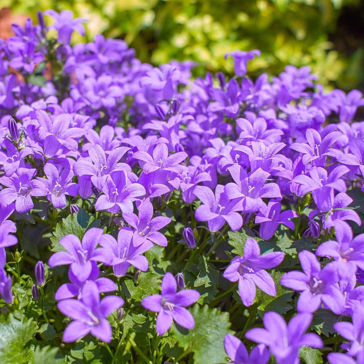  Chăm dễ – sống khỏe – nở rộ bền lâu Loài cây này ưa sáng, chịu được nắng nhẹ và bóng râm. Đất cần thoát nước tốt, tưới đều tay nhưng không để úng – bí quyết để cây luôn khỏe, hoa luôn tươi.