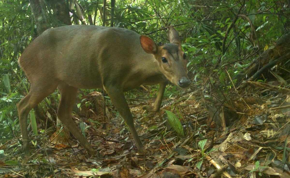 Mang lớn được các nhà khoa học biết đến kể từ năm 1994 và chỉ được tìm thấy trong dãy núi Trường Sơn. Đây là một trong các loài thú quý hiếm và có nguy cơ tuyệt chủng cao nhất tại khu vực Đông Nam Á. Kể từ năm 2000 đến nay, mang lớn mới chỉ được ghi nhận thông qua máy bẫy ảnh tại ba khu rừng của Việt Nam. Năm 2016, do số lượng quần thể bị suy giảm quá mức, chủ yếu do đặt bẫy, tình trạng của loài Mang lớn đã được chuyển từ bị đe doạ thành bị đe doạ nghiêm trọng trong sách Đỏ của IUCN về các loài bị đe doạ. Ảnh: WWF.